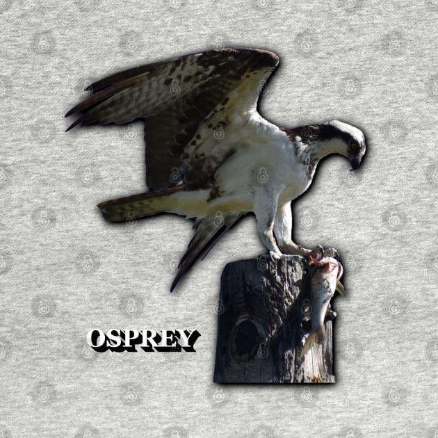 Osprey by Paul Prints